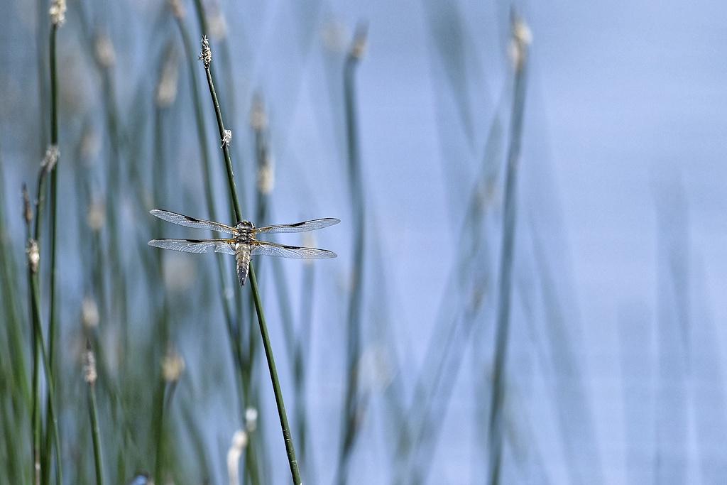 _DSC6060_DxO.jpg