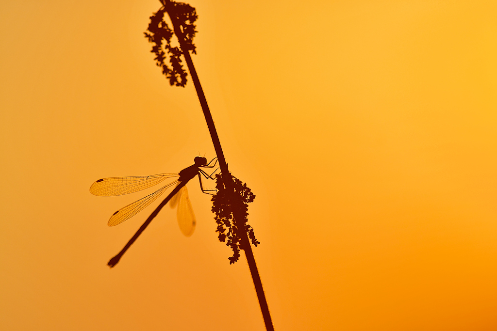 _DSC7761_DxO.jpg