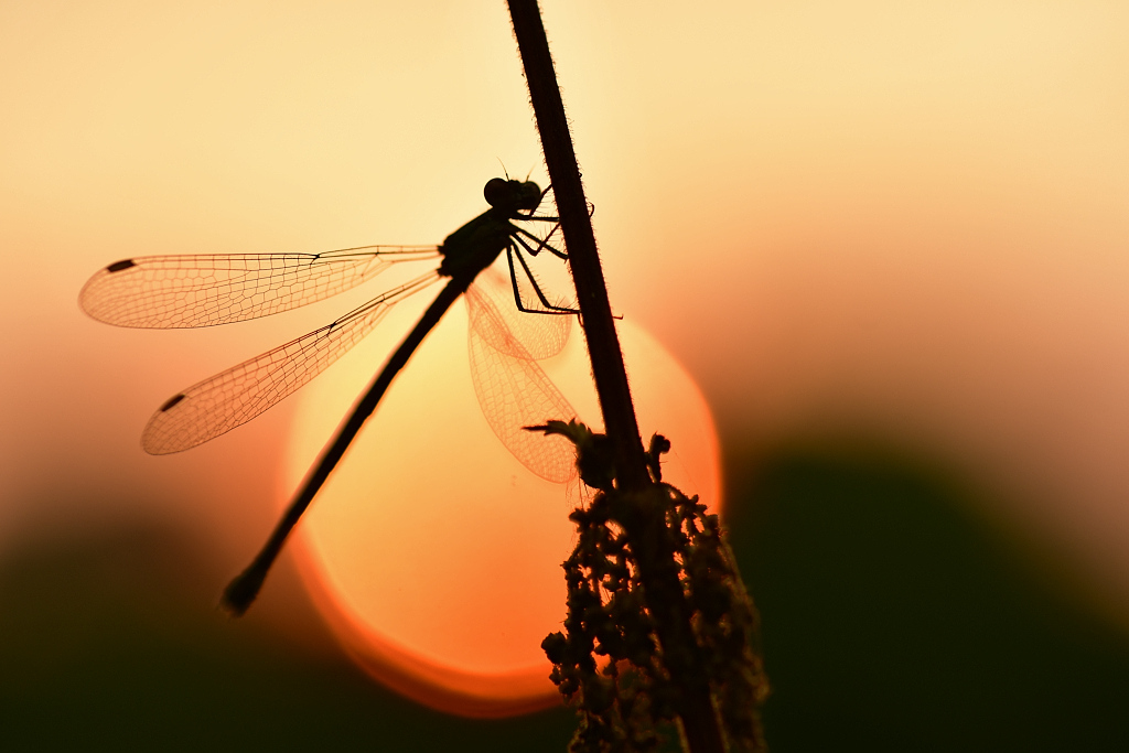 _DSC7869_DxO.jpg