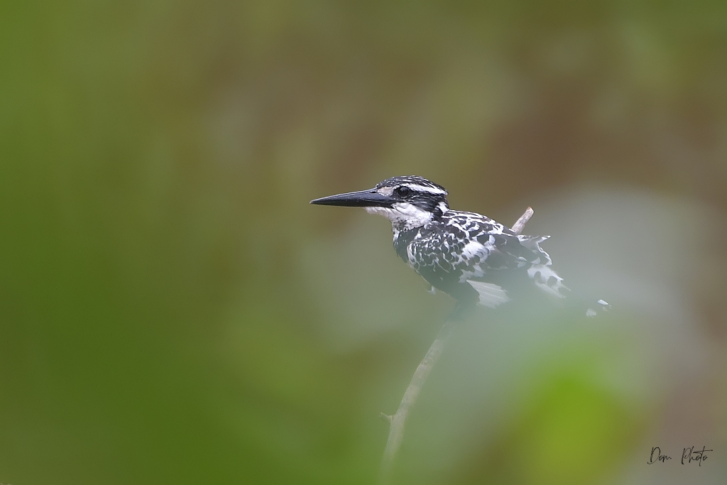 DSC_1342IN.jpg