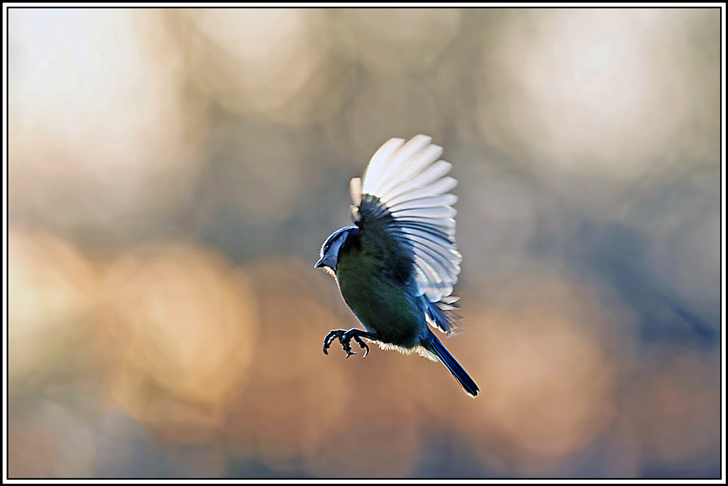 mesange_bleue(Parus-caeruleus)(856).jpg