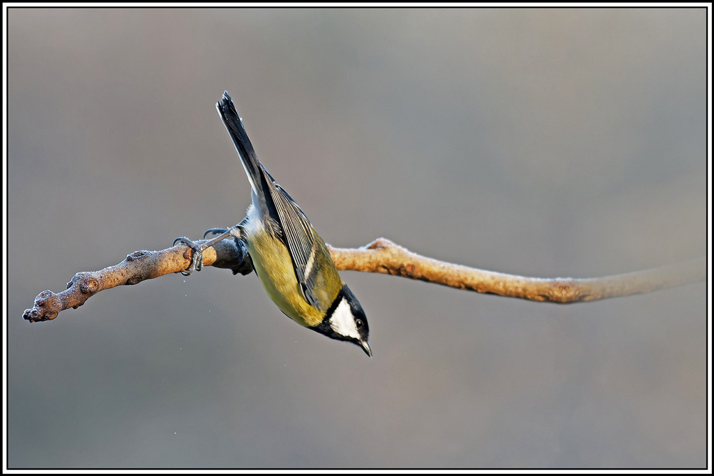 mesange_charbonniere(Parus-major)(1092).jpg