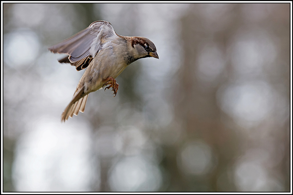 moineau_domestique(82).jpg