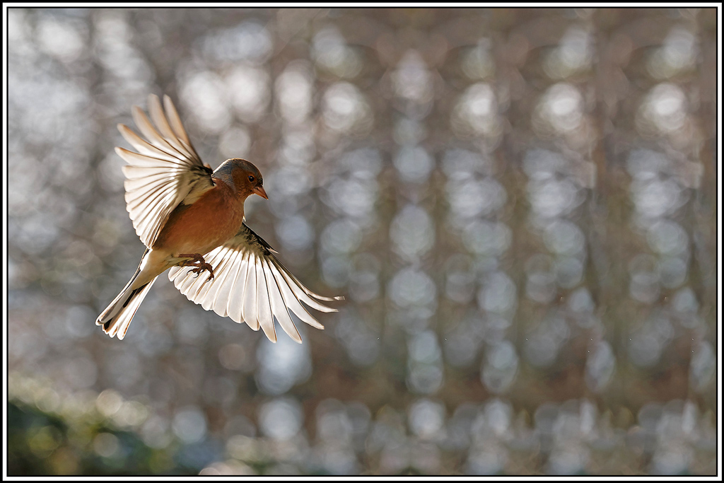 pinson_des_arbres(153).jpg
