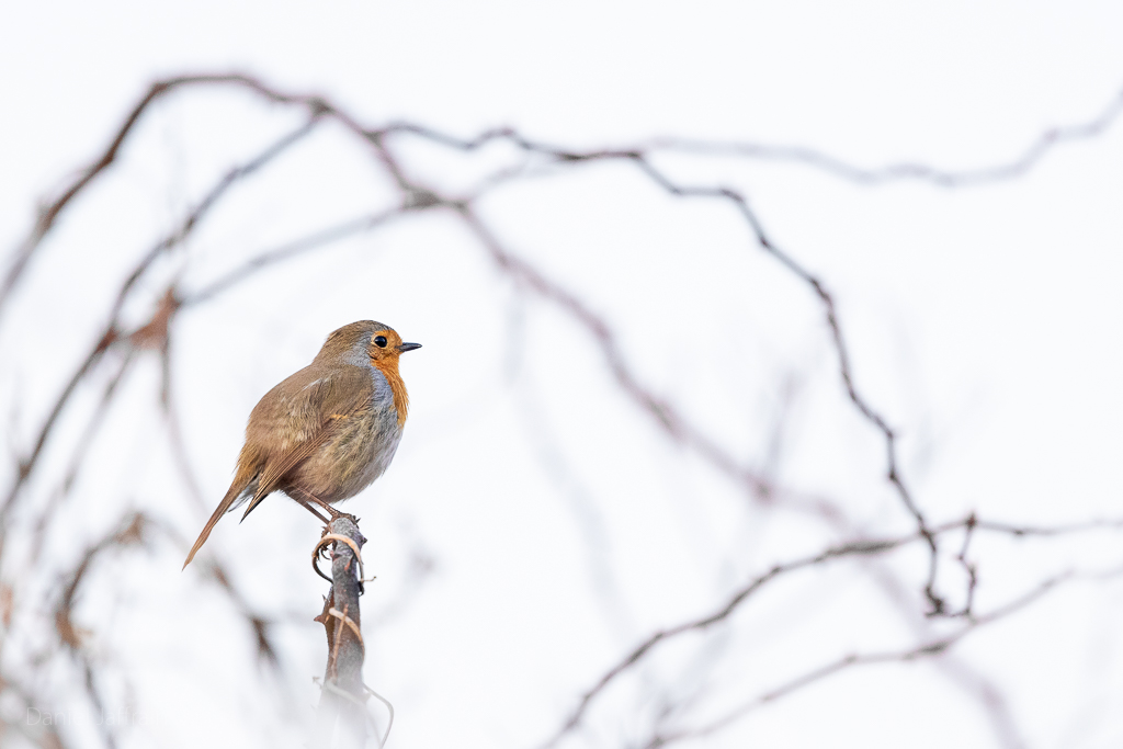 Image et Nature-1-115.jpg