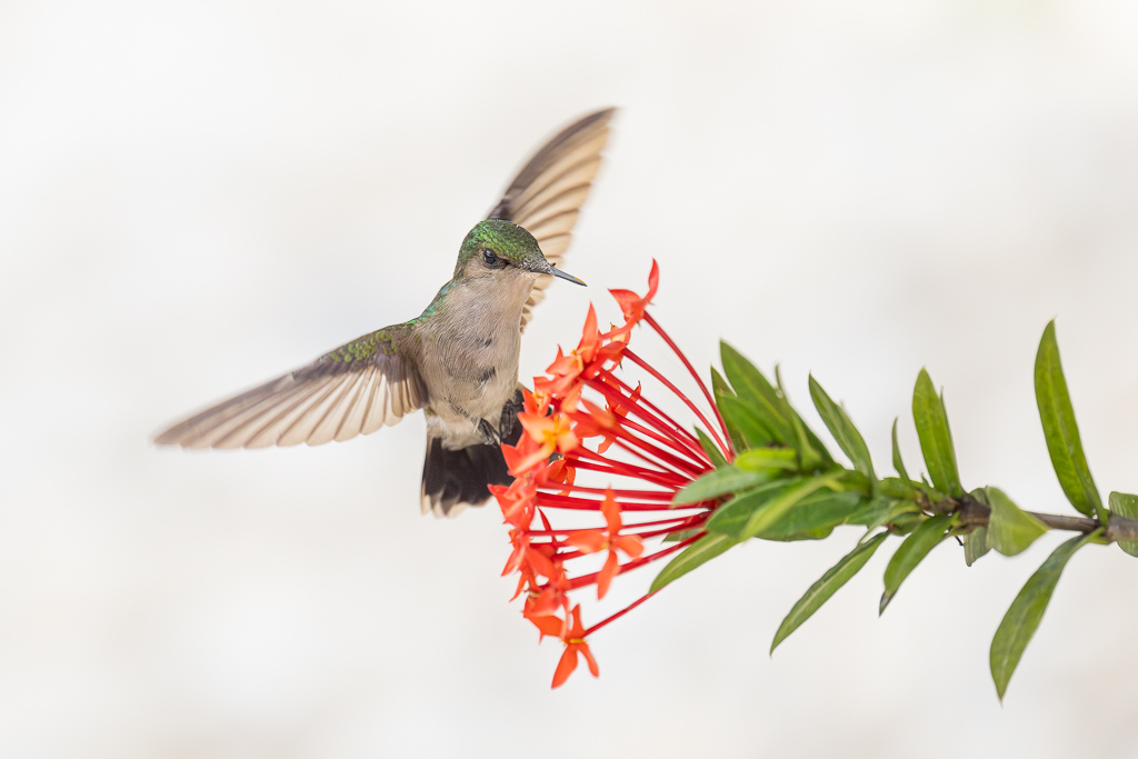 I&N_colibri_huppe_ixora_1.jpg
