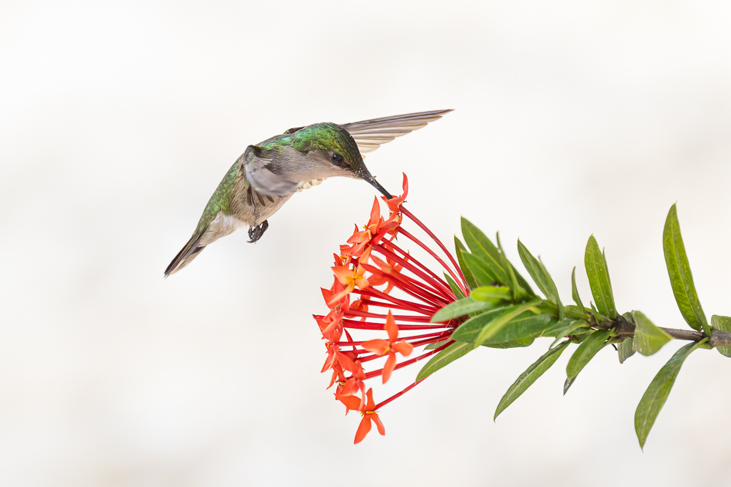 I&N_colibri_huppe_ixora_3.jpg
