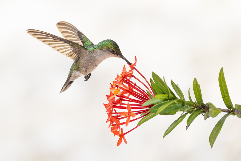 I&N_colibri_huppe_ixora_2.jpg