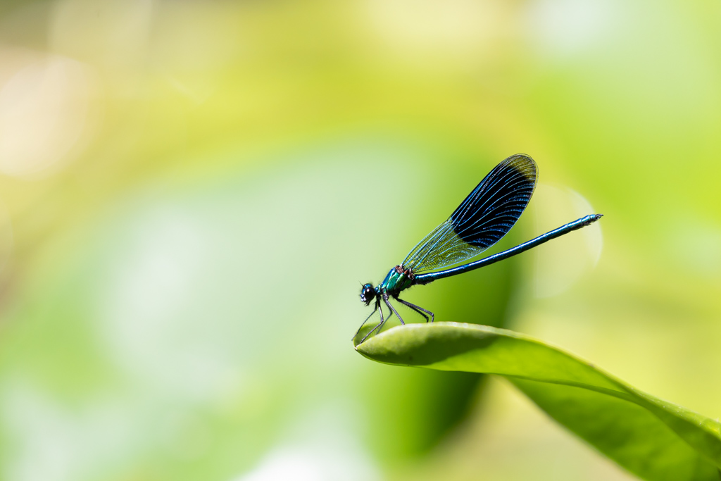 R6II4345.jpg