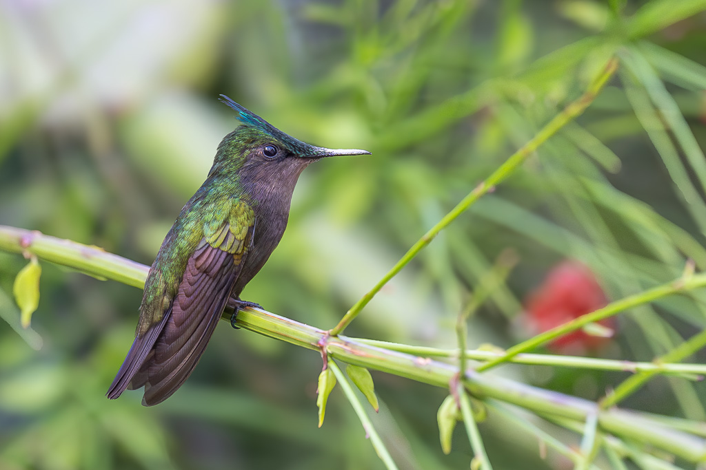 I&N_colibri_huppe_iridescence_1.jpg