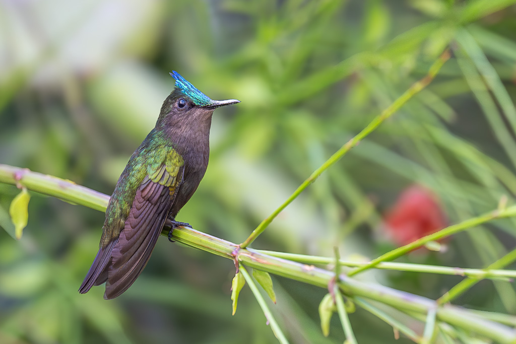 I&N_colibri_huppe_iridescence_2.jpg
