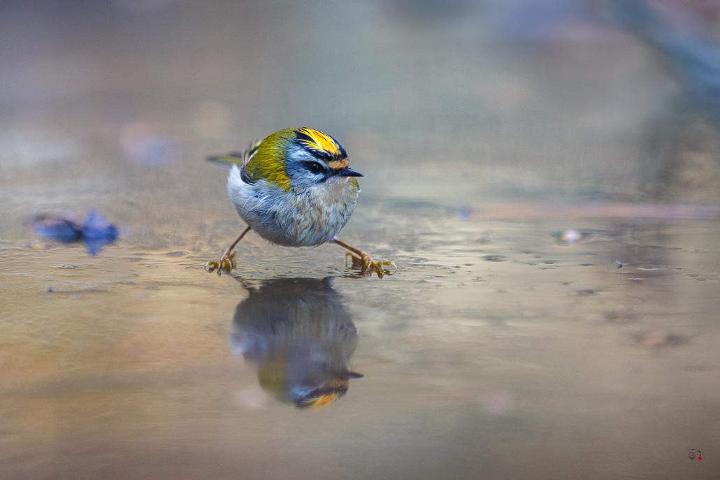 Roitelet Huppé (Regulus regulus) Goldcrest-38.jpg