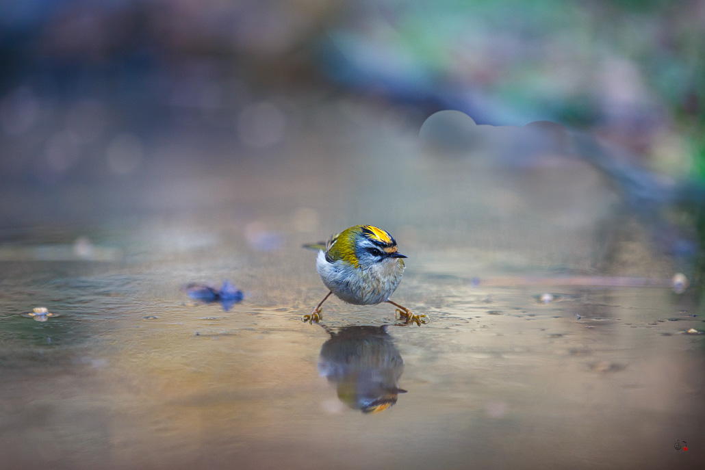 Roitelet triple bandeau (Regulus ignicapillus) Common Firecrest-107.jpg