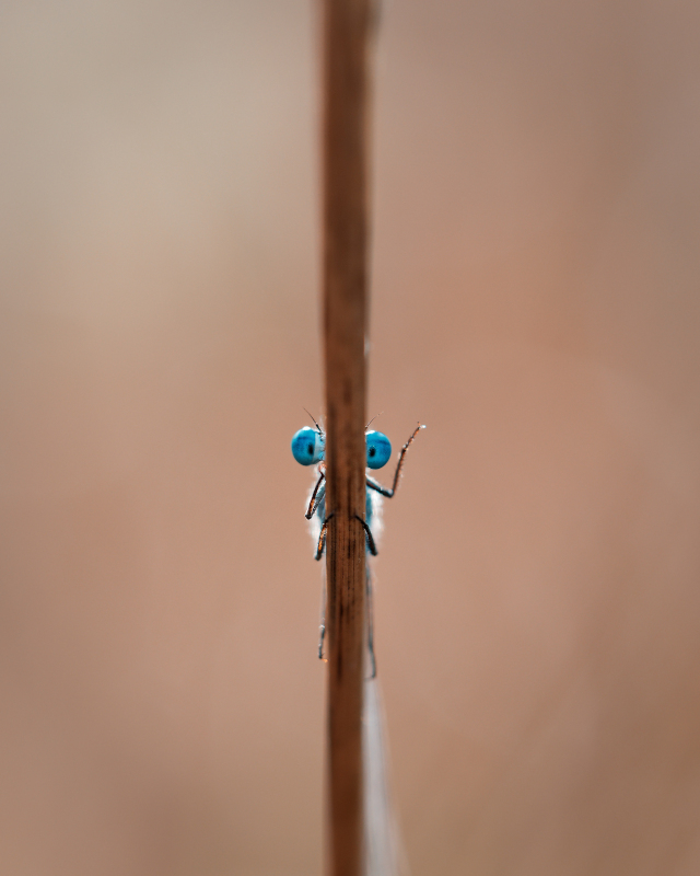 libellule 3.jpg
