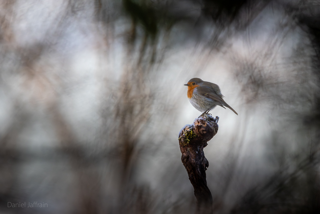Image et Nature-1-116.jpg