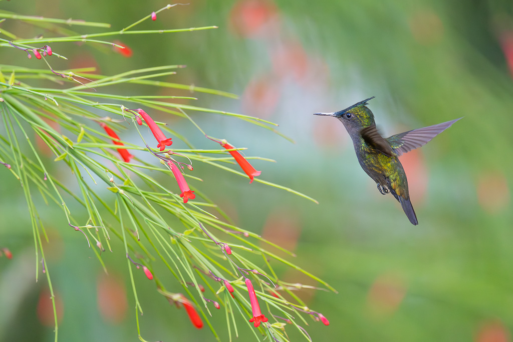 I&N_vol_approche_colibri_huppe_2.jpg