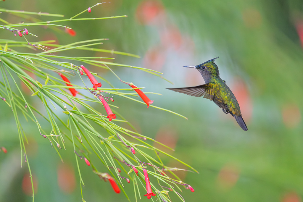 I&N_vol_approche_colibri_huppe_1.jpg