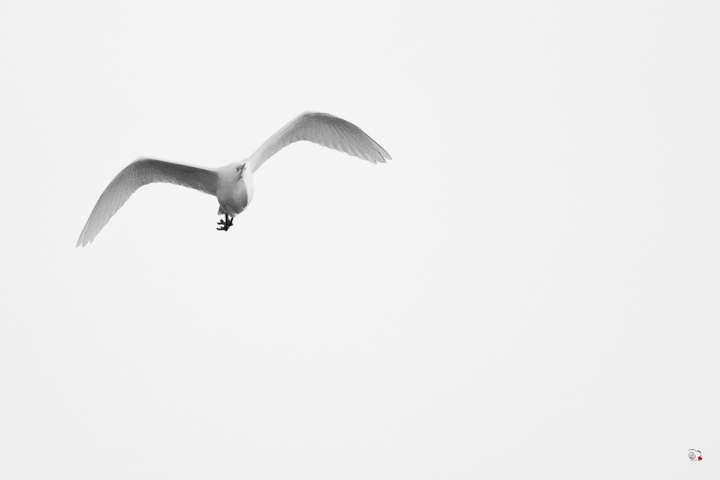 Grande Aigrette (Casmerodius albus), Great Egret-26.jpg