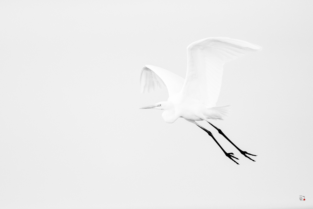 Grande Aigrette (Casmerodius albus), Great Egret-30.jpg