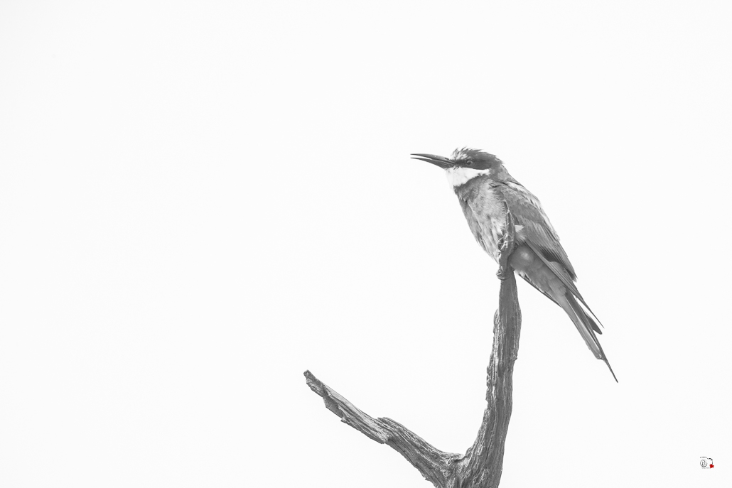 Guêpier d'Europe (Merops apiaster) - European Bee-eater-189.jpg