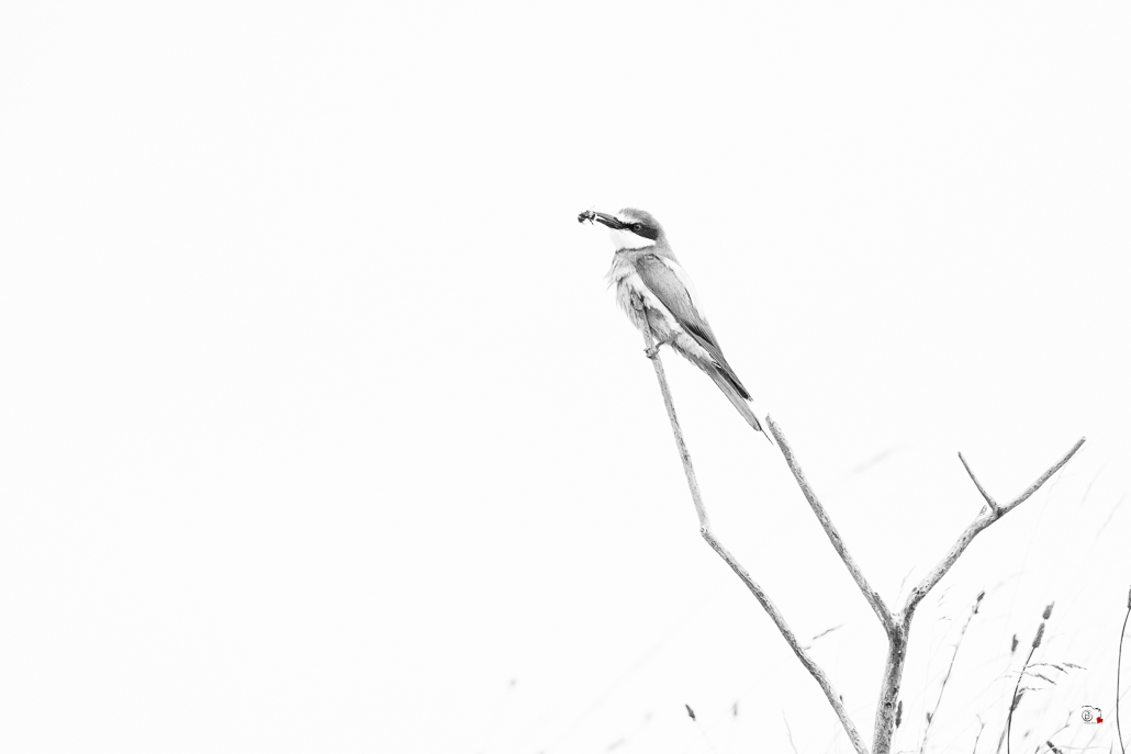 Guêpier d'Europe (Merops apiaster) - European Bee-eater-1178-Modifier.jpg