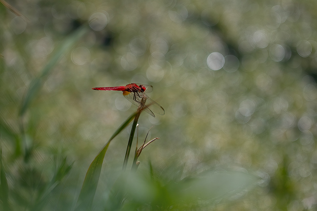 Libellule AD Concours-4.jpg