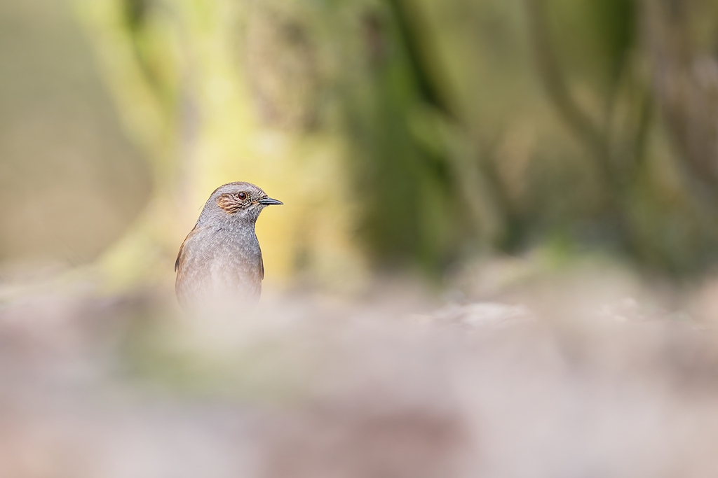 DSC_7932_DxO.jpg