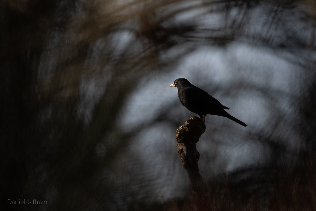 Image et Nature-1-118.jpg