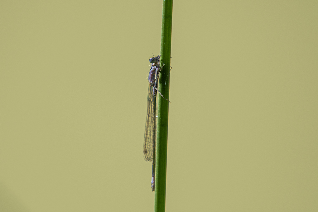 libellule (1).jpg