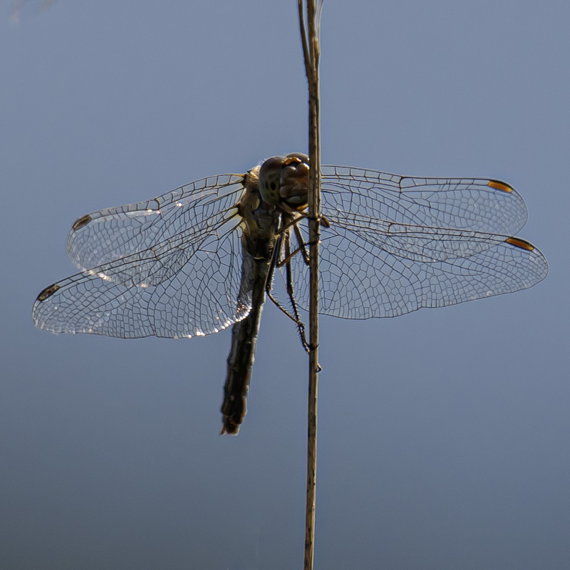 libellule (3).jpg