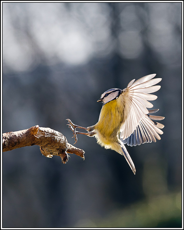 mesange_bleue(Parus-caeruleus)(841).jpg