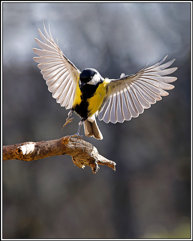 mesange_charbonniere(Parus-major)(1161).jpg