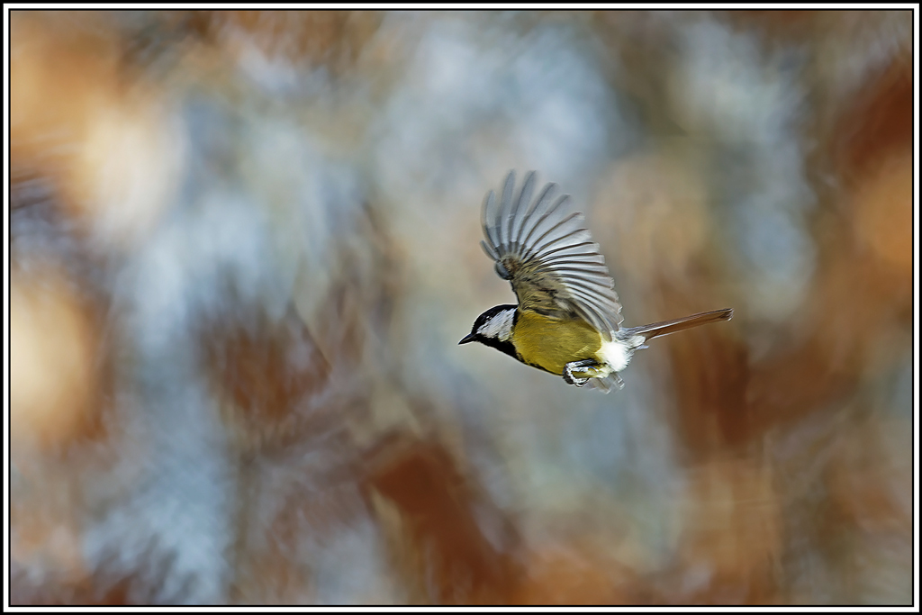 mesange_charbonniere(Parus-major)(1224).jpg