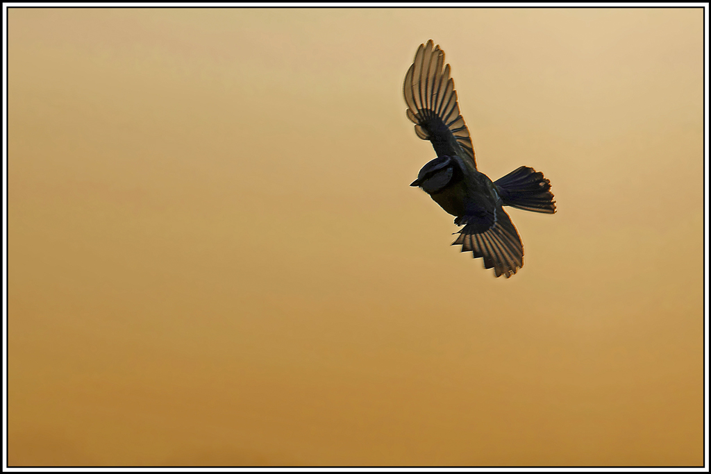 mesange_bleue(Parus-caeruleus)(871).jpg