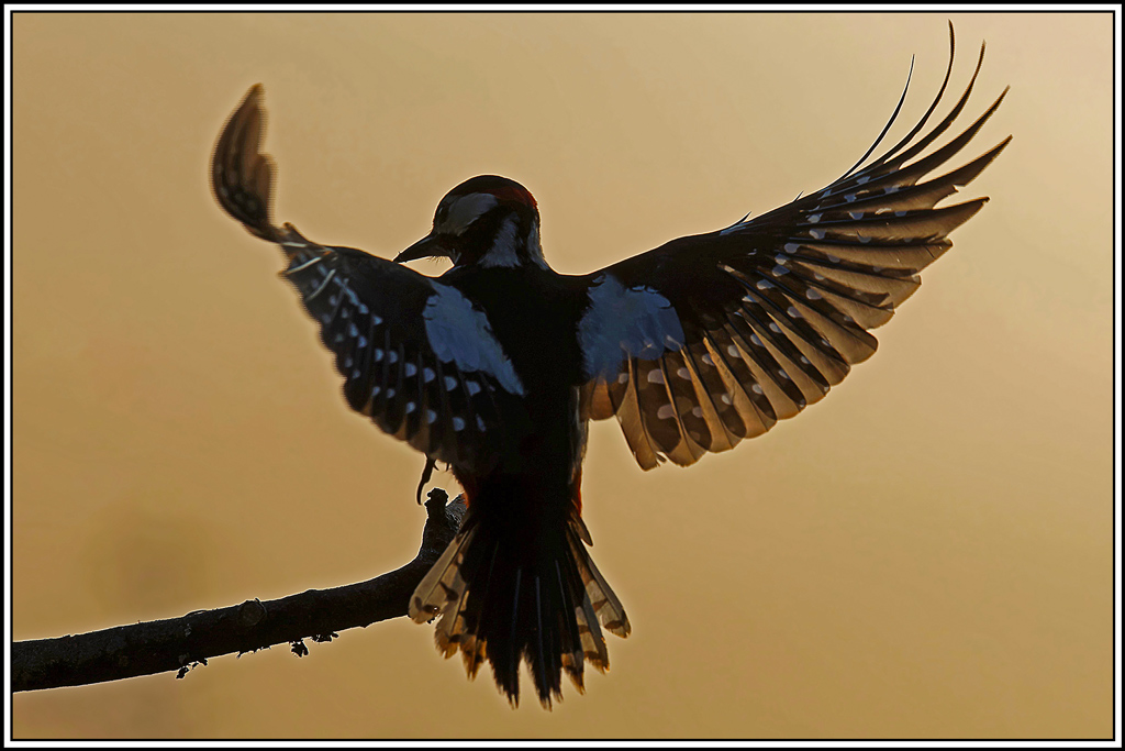 pic-epeiche(737).jpg