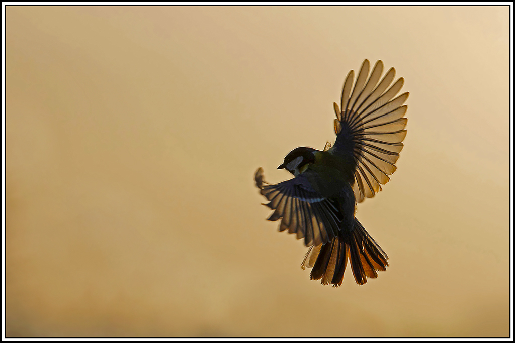 mesange_charbonniere(Parus-major)(1234).jpg