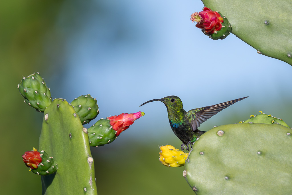 I&N_raquette_plate_decor_et_colibri.jpg