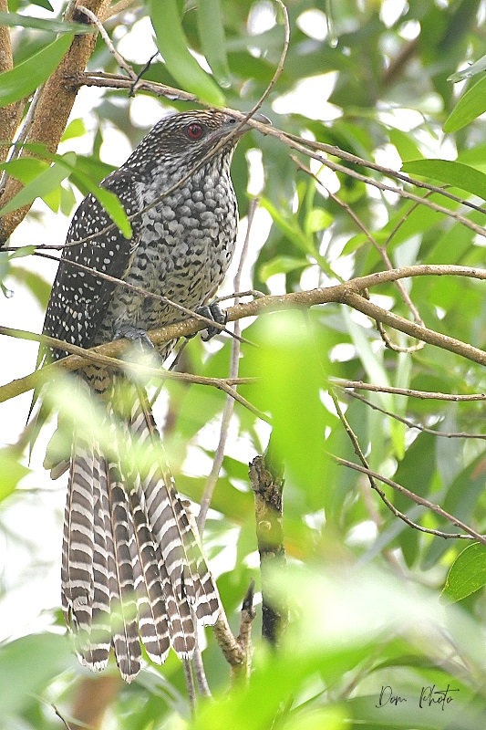 DSC_1277IN.jpg