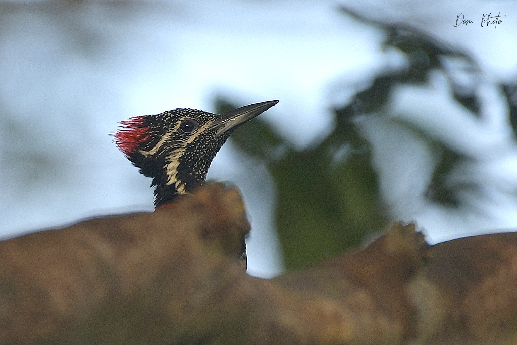 DSC_0567IN.jpg