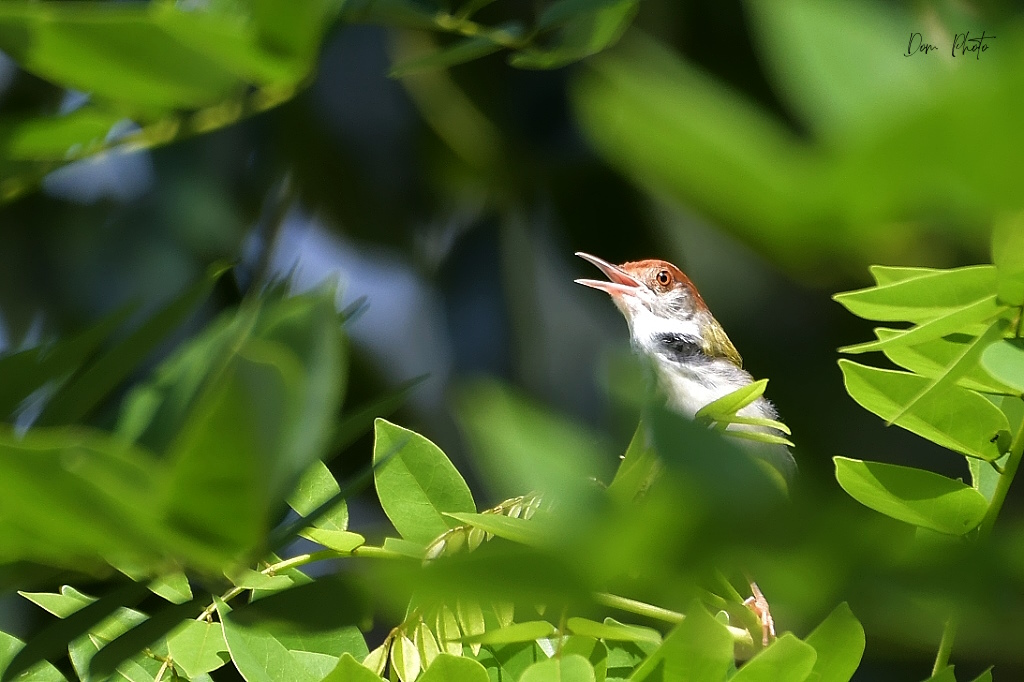 DSC_9345IN.jpg