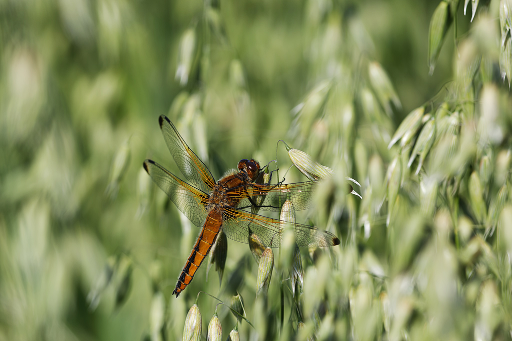 Libellule_fauve(Libellula_fulva).jpg