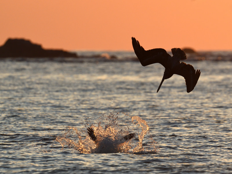 Pélican brun (Brown pelican).JPG