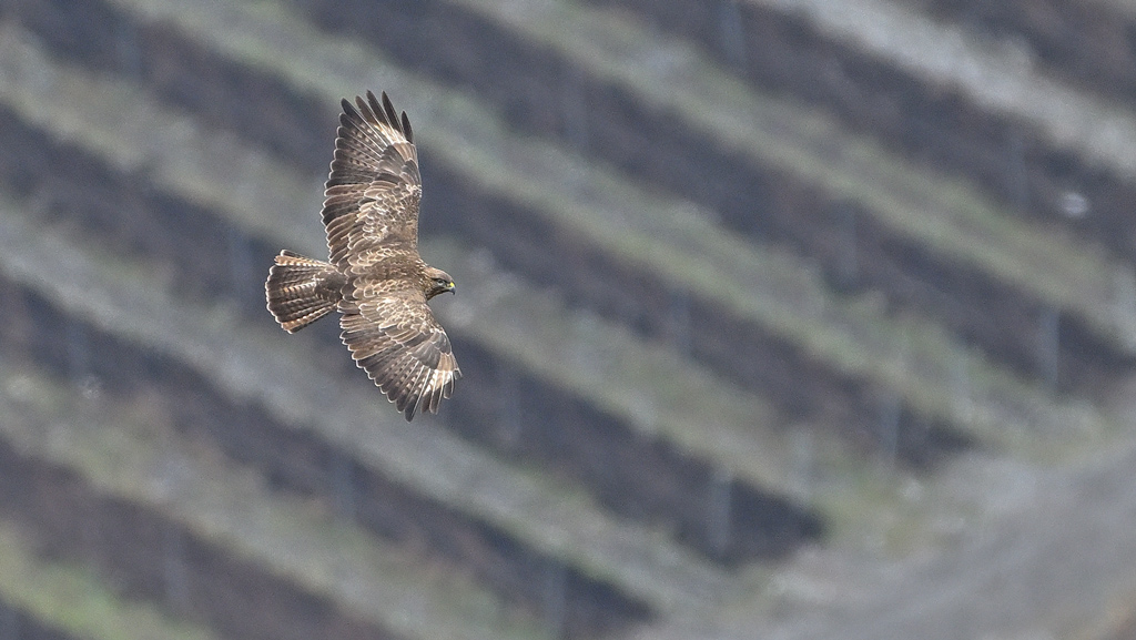 ZSC_4265.jpg