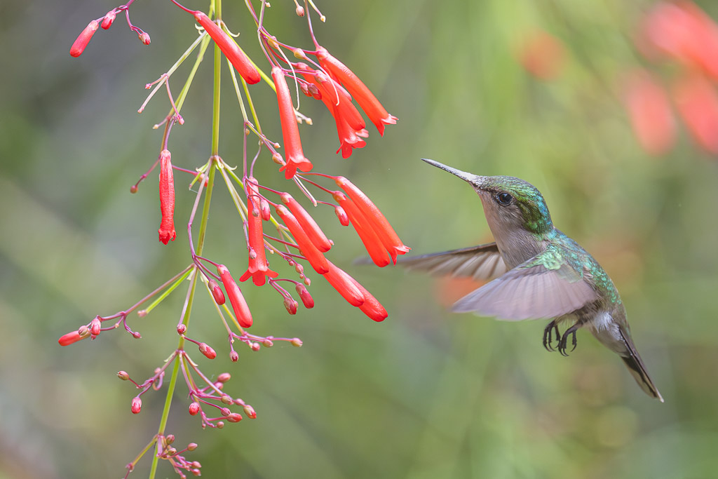I_N_serie_nectar3.jpg