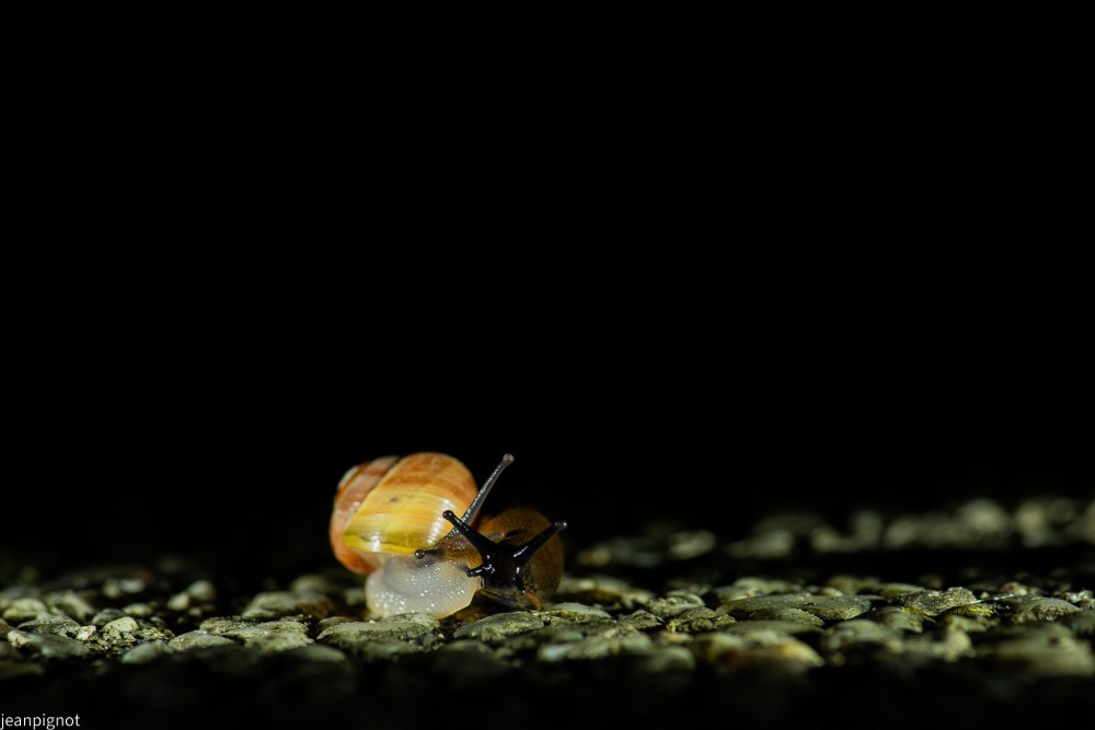 DSC_0725_001DSC_0725.JPG