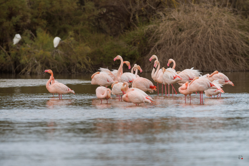 Flamant rose (Phoenicopterus roseus)-9.jpg