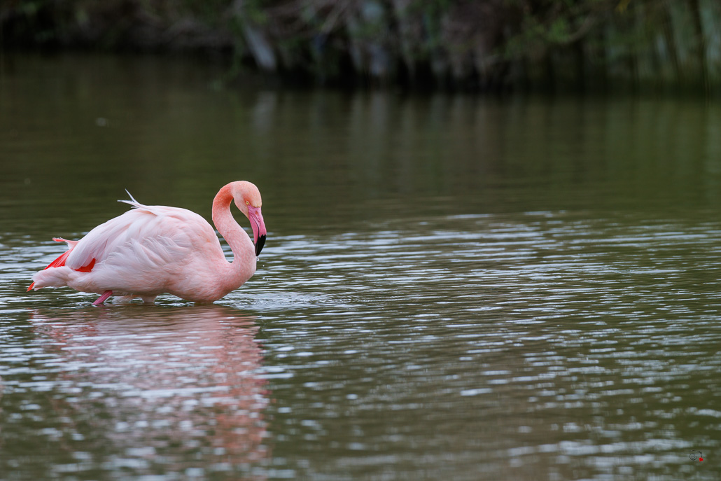 Flamant rose (Phoenicopterus roseus)-28.jpg