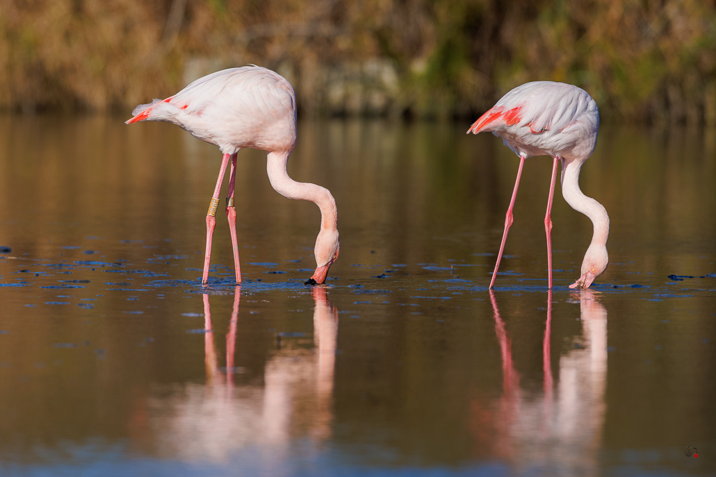Flamant rose (Phoenicopterus roseus)-639.jpg