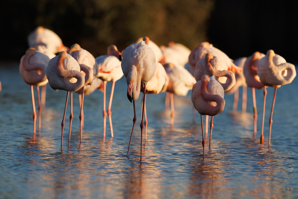 Flamant rose (Phoenicopterus roseus)-719.jpg