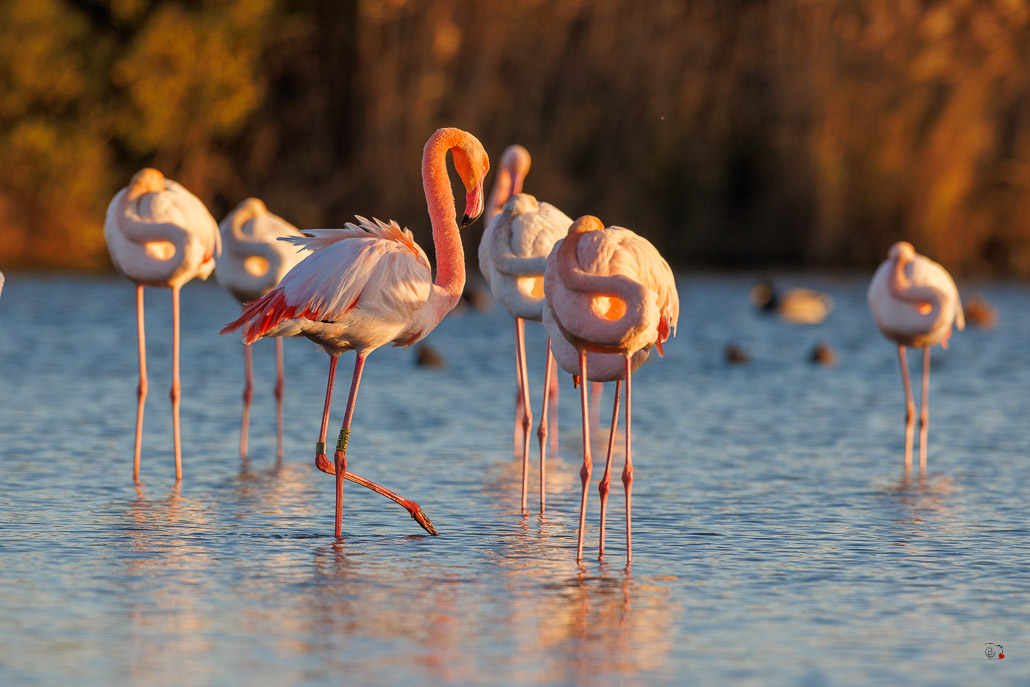 Flamant rose (Phoenicopterus roseus)-720.jpg